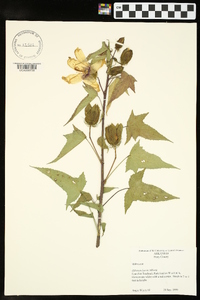 Hibiscus laevis image