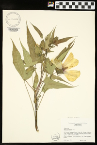 Hibiscus laevis image