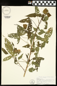 Hibiscus laevis image