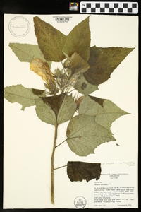 Hibiscus lasiocarpos image