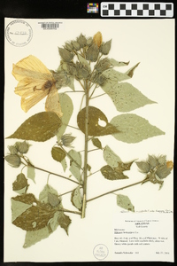 Hibiscus lasiocarpos image