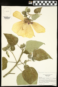 Hibiscus lasiocarpos image