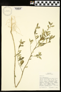 Sida rhombifolia image