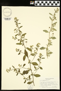 Sida rhombifolia image