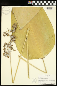 Thalia dealbata image