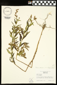 Rhexia mariana var. interior image