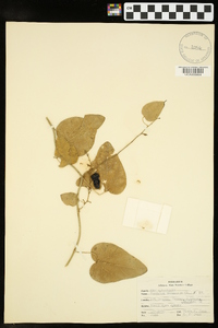 Nephroia carolina image