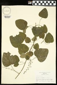 Nephroia carolina image