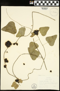 Nephroia carolina image