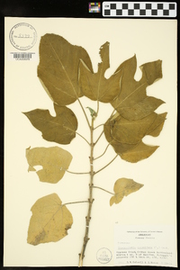 Broussonetia papyrifera image