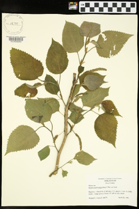 Broussonetia papyrifera image