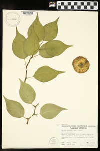 Maclura pomifera image