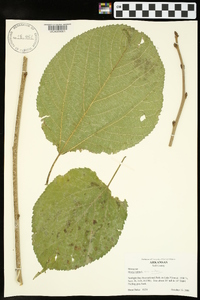 Morus rubra var. rubra image