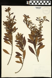 Myrica cerifera image