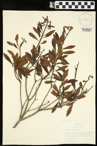 Myrica cerifera image