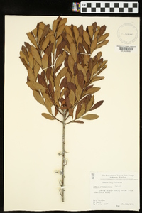 Myrica pensylvanica image