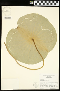 Nelumbo lutea image