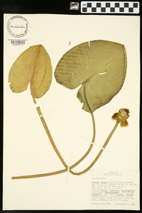 Nuphar lutea image