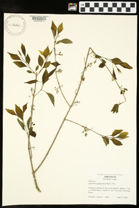 Forestiera acuminata image