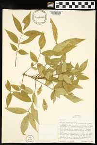 Fraxinus caroliniana image