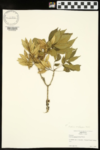 Fraxinus caroliniana image