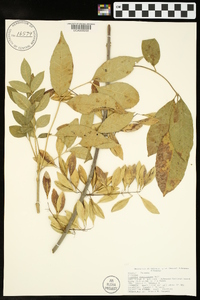 Fraxinus caroliniana image