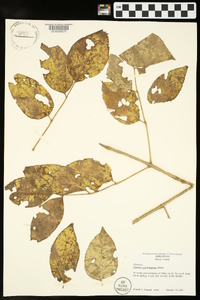 Fraxinus quadrangulata image