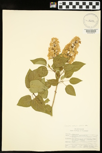 Syringa vulgaris image