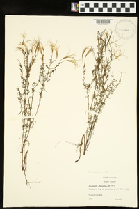 Epilobium leptophyllum image