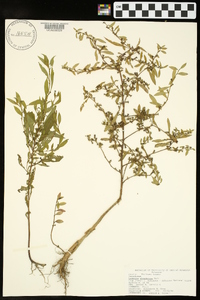 Ludwigia glandulosa image