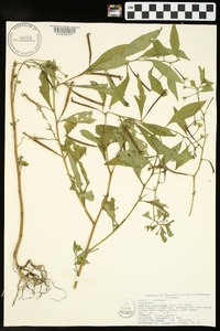 Ludwigia leptocarpa image