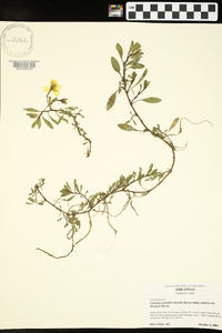 Ludwigia peploides image