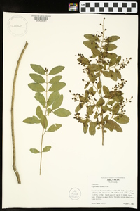 Ligustrum sinense image