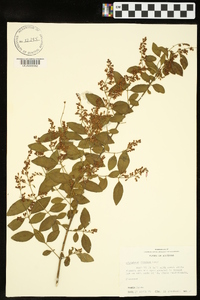 Ligustrum sinense image