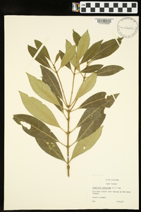 Osmanthus americana image