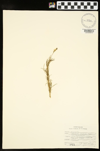 Oenothera linifolia image