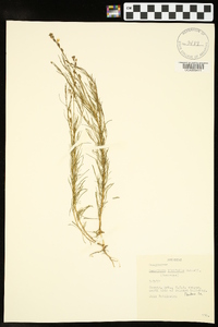 Oenothera linifolia image