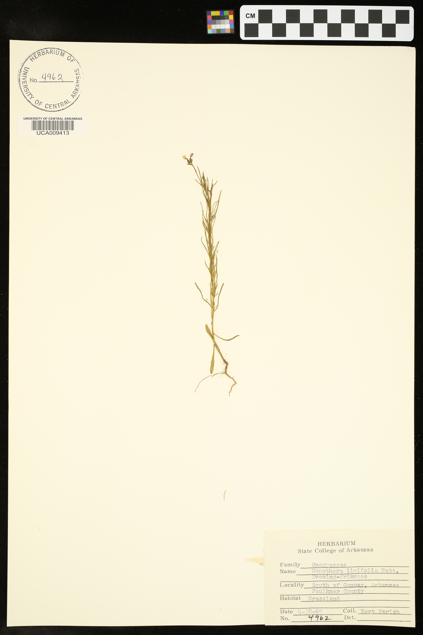 Oenothera linifolia image