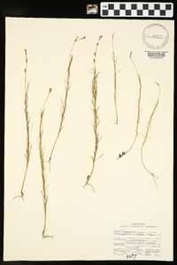 Oenothera linifolia image