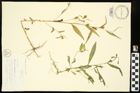 Ludwigia decurrens image