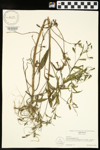 Ludwigia decurrens image