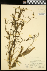 Ludwigia decurrens image