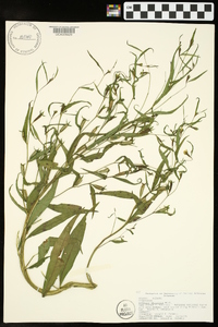 Ludwigia decurrens image