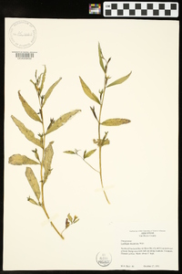 Ludwigia decurrens image