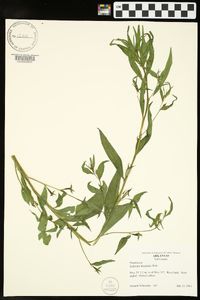 Ludwigia decurrens image