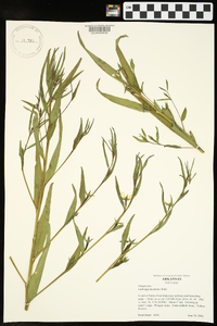 Ludwigia decurrens image