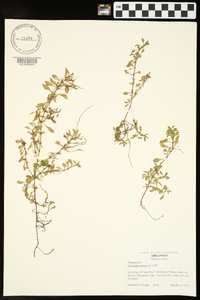 Ludwigia leptocarpa image