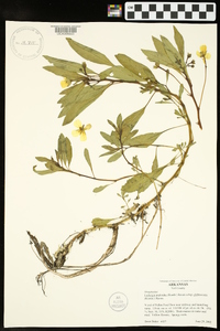 Ludwigia peploides image