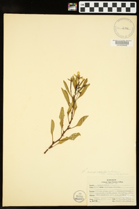 Ludwigia peploides image