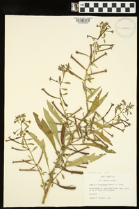 Ludwigia leptocarpa image